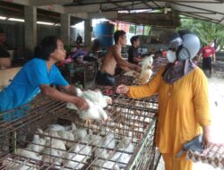 Sehari Jelang Ramadan, Harga Ayam Potong di Mamuju Meroket
