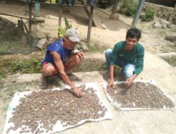 Pacu Produktivitas Kemiri, Warga Polman Manfaatkan Kawasan Hutan