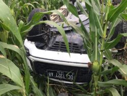 Terguling Sepuluh Meter, Mobil Pajero Berakhir di Ladang Jagung, Dua Penumpang Dirawat