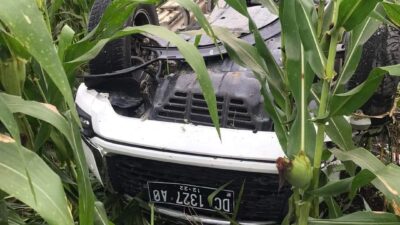 Terguling Sepuluh Meter, Mobil Pajero Berakhir di Ladang Jagung, Dua Penumpang Dirawat
