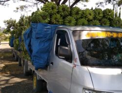 Selama Ramadhan, Permintaan Pisang ke Sulbar Naik Tiga Kali Lipat