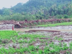 Diterjang Banjir Bandang, Puluhan Hektare Sawah di Pangandaran, Mamasa Rusak Tertimbun Lumpur