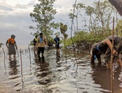PETA Gencar Tanam Pohon Mangrove di Mateng