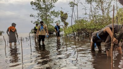 PETA Gencar Tanam Pohon Mangrove di Mateng