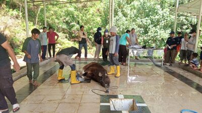 Salur Daging Kurban, Muhammadiyah Mamuju Sasar Korban Gempa dan Banjir