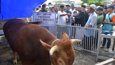 Akmal Serahkan Sapi Presiden ke Panitia Kurban, Daging Bakal Dibagi kepada 600 Orang