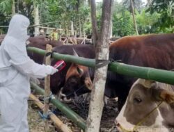 Zona Hijau Wabah PMK, Sulbar Perketat Pengawasan Lalu Lintas Hewan Ternak