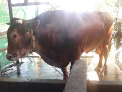 Sapi Kurban Jokowi di Sulbar, Berat 1,27 Ton dan Bebas Penyakit PMK