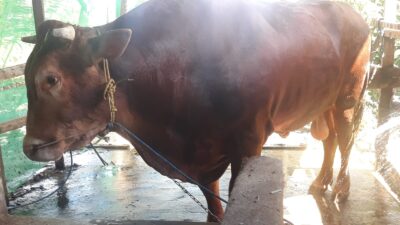 Sapi Kurban Jokowi di Sulbar, Berat 1,27 Ton dan Bebas Penyakit PMK