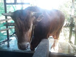 Harga Sapi Kurban Jokowi di Sulbar Sangat Fantastis, Capai Rp 105 Juta
