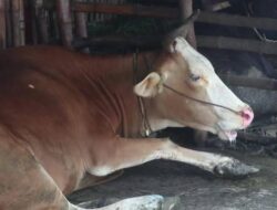 Pasangkayu Diserang Virus Jembrana, 60 Ternak Mati Terjangkit
