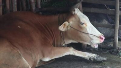 Pasangkayu Diserang Virus Jembrana, 60 Ternak Mati Terjangkit