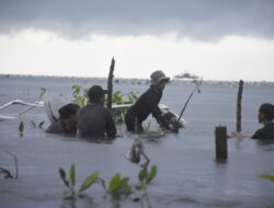 Bersama Warga, Sahabat Penyu Tanam Mangrove di Pantai Lantora, Polman