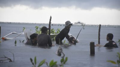 Bersama Warga, Sahabat Penyu Tanam Mangrove di Pantai Lantora, Polman