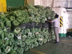 Sulbar Pasok 77,5 Ton Pisang ke Balikpapan Selama 2022