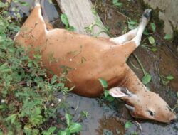 Belasan Sapi di Mamuju Tiba-tiba Mati, Diduga Terserang Virus Jembrana