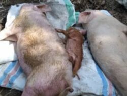 Ribuan Ternak Babi di Luwu Utara Mendadak Mati