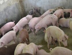 3.542 Babi Mati Akibat Terjangkit Virus Tersebar di Tiga Kecamatan di Luwu Utara