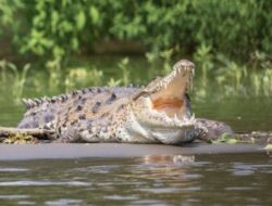 Cari Ikan Penja di Muara Sungai, Seorang Pria di Pasangkayu Dilaporkan Hilang Usai Diterkam Buaya