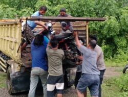 Digerebek Polisi, Puluhan Pelaku Judi Sabung Ayam di Kalukku Mamuju Lari Berhamburan Tinggalkan Motor