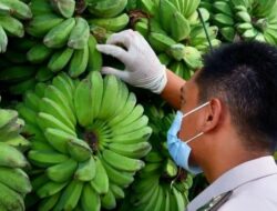 Hingga Mei 2024, Sulbar Pasok 335 Ton Pisang Senilai Rp 2 M ke Kalimantan