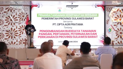 Catatkan Sejarah Baru, Pemprov Sulbar Gandeng Investor untuk Kembangkan Ekosistem Pisang Cavendish