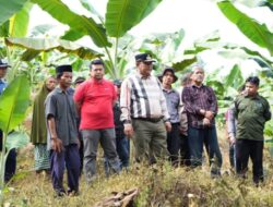 Pj Gubernur Bahtiar Boyong OPD Sulbar Studi Lapangan Budidaya Pisang Kepok di Maros