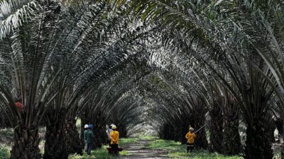 BRIN dan Astra Agro Hadirkan Inovasi Klon Unggul Sawit untuk Tingkatkan Produktivitas