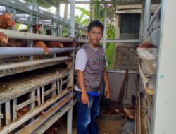 PT Pasangkayu Dampingi Kelompok Ternak Ayam Petelur di Desa Ako, Ini Tujuannya