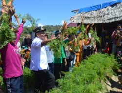Bupati Mamasa Hadiri Panen Wortel di Puncak Tille