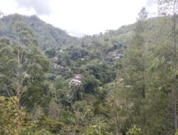 Keterisolasian Salubulo, Lumbung Kakao yang Merindukan Aksesibilitas