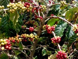 Kopi Mamasa di Tengah Krisis Iklim: Antara Harapan dan Ancaman Kemiskinan