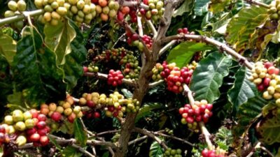 Kopi Mamasa di Tengah Krisis Iklim: Antara Harapan dan Ancaman Kemiskinan