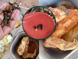 Kaki Seribu Diduga Ditemukan dalam Menu MBG di Pasangkayu