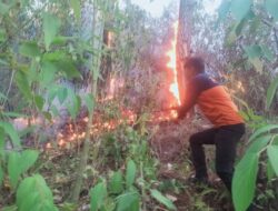 Kebakaran Lahan dan Hutan di Mamasa Capai 61,95 Hektare