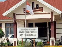 Kemarau Panjang Melanda Pasangkayu, Peternak Sapi Mulai Kesulitan Pakan