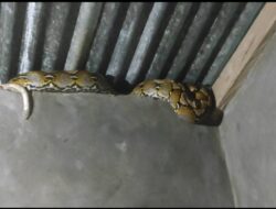 Ular Masuk Rumah Tengah Malam, Damkar Mamuju Lakukan Evakuasi