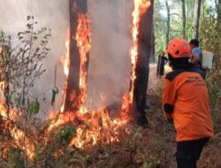 Kebakaran Hutan dan Lahan di Mamasa Capai 81,95 Hektare